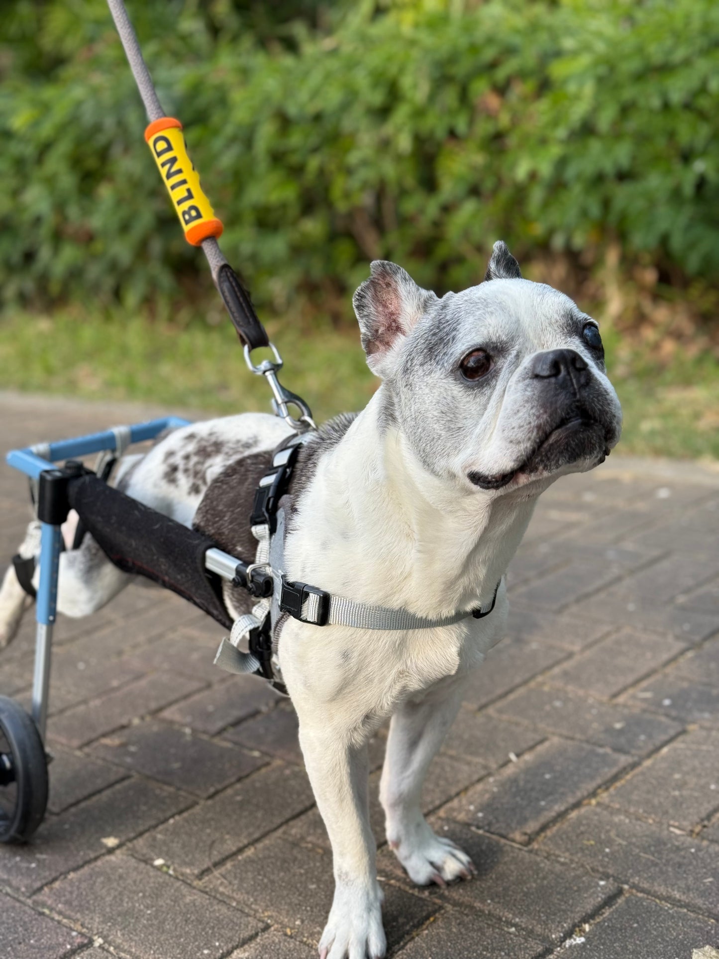DoggiD BLIND Tag