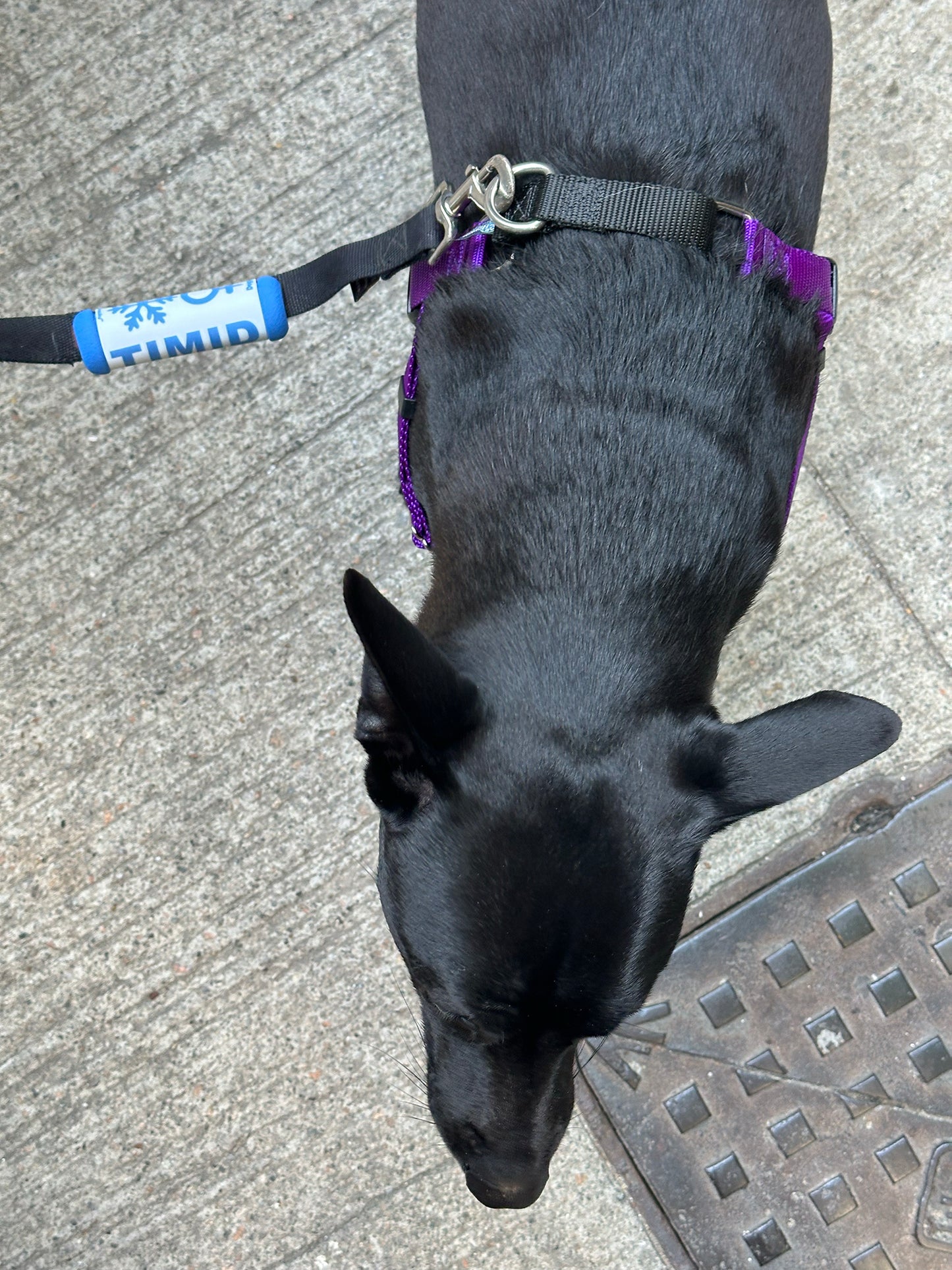 DoggiD TIMID Tag