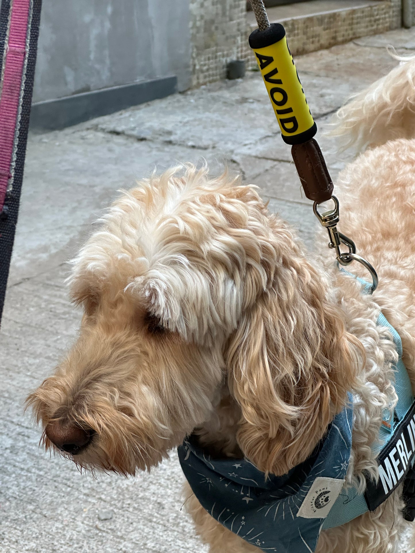 DoggiD AVOID Tag